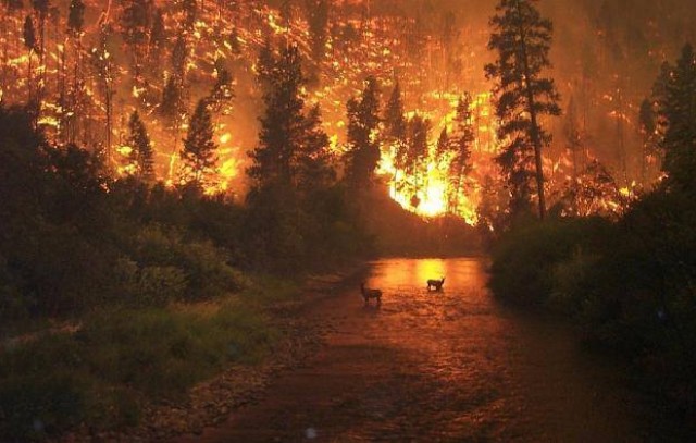Resultado de imagen para bosque de ñires y alerces